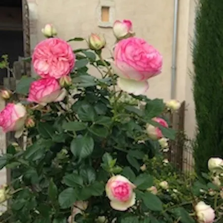 Mon Village Et Vous